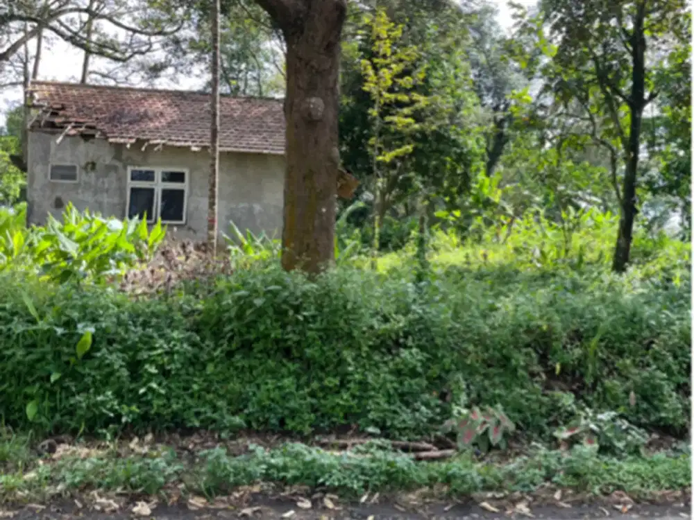 dijual kebun duren di jumantono