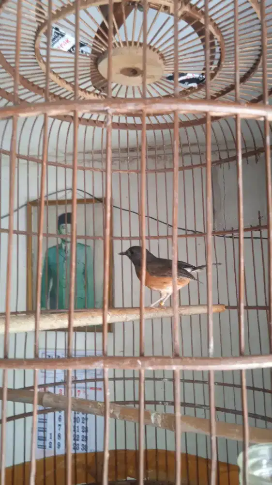 Betina Klawu Pastol Ring X~Ray