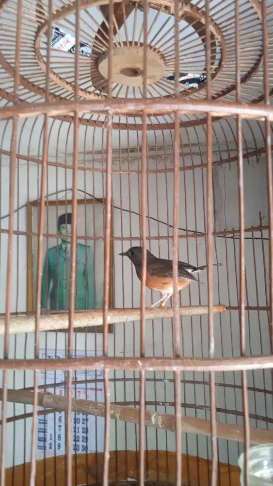 Murai Betina Klawu Ring X~Ray