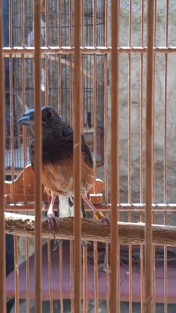 Betina ORI Hutan Ring X~Ray