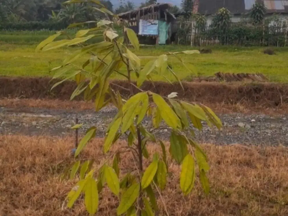 JUAL TANAH MURAH dgn VIEW LANGSUNG GUNUNG SLAMET