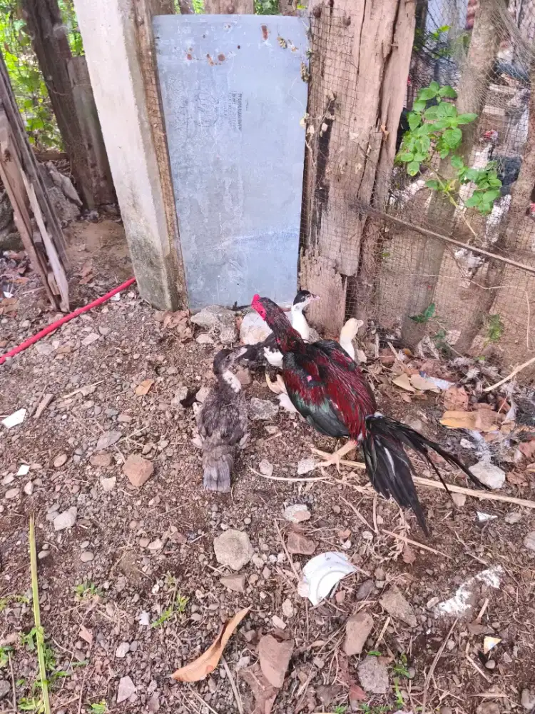 Ayam Jantan Pama Umur 5 bulan