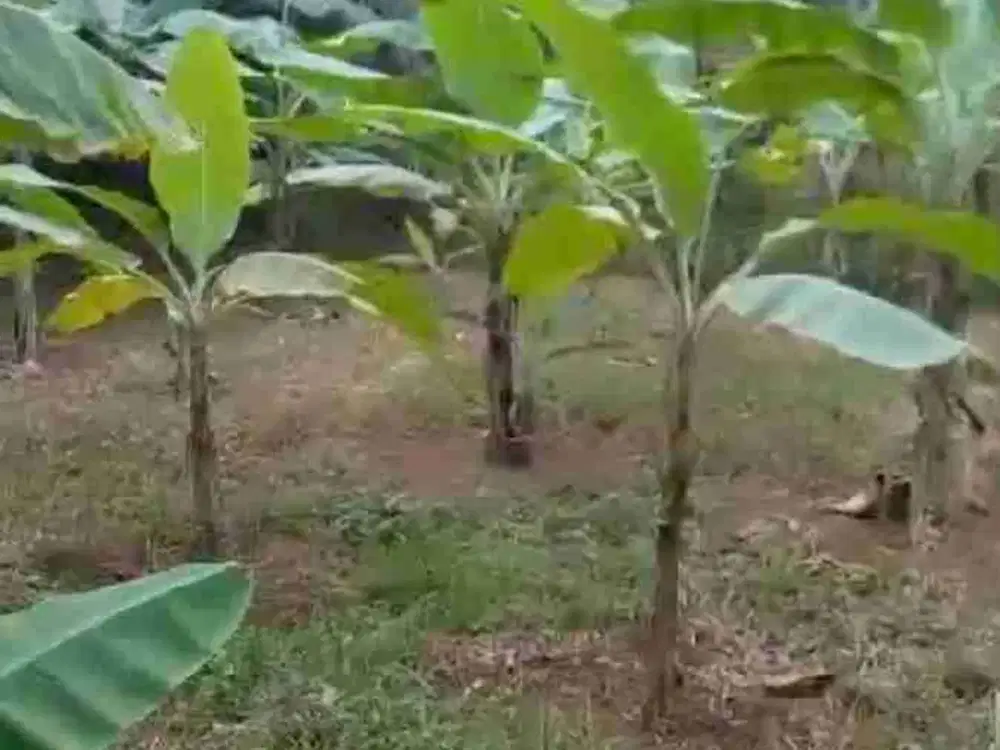 Tanah untuk kebun buah.