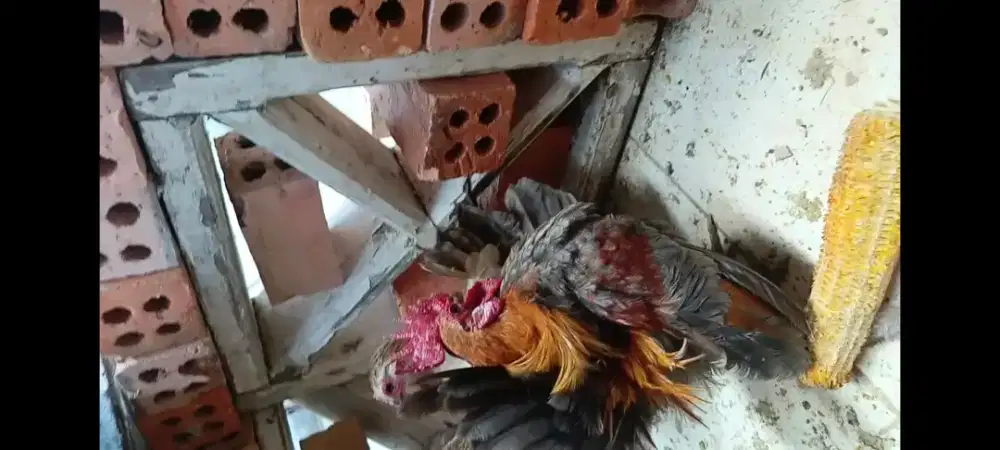 Ayam serama ajib