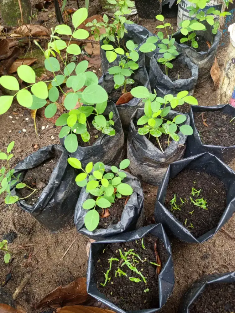 Daun kelor dan bunga telang