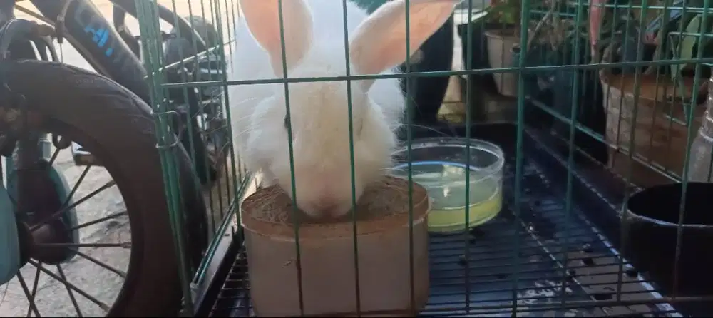 Dijual kelinci free kandang