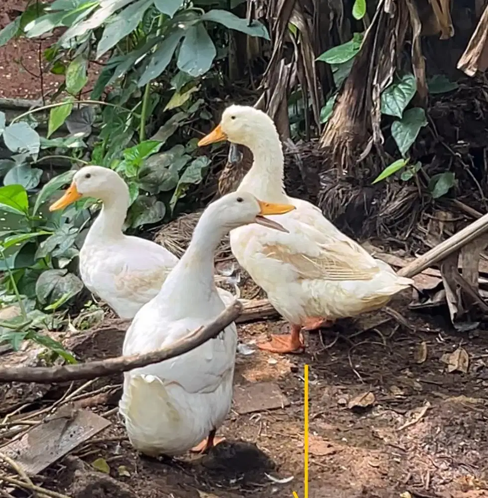 BEBEK PEKING SUPER 2kg+