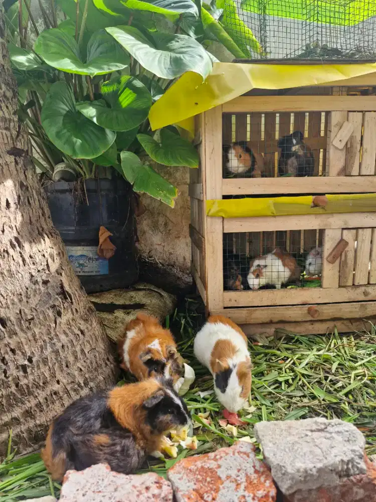 Marmut/guinea pig (Random)