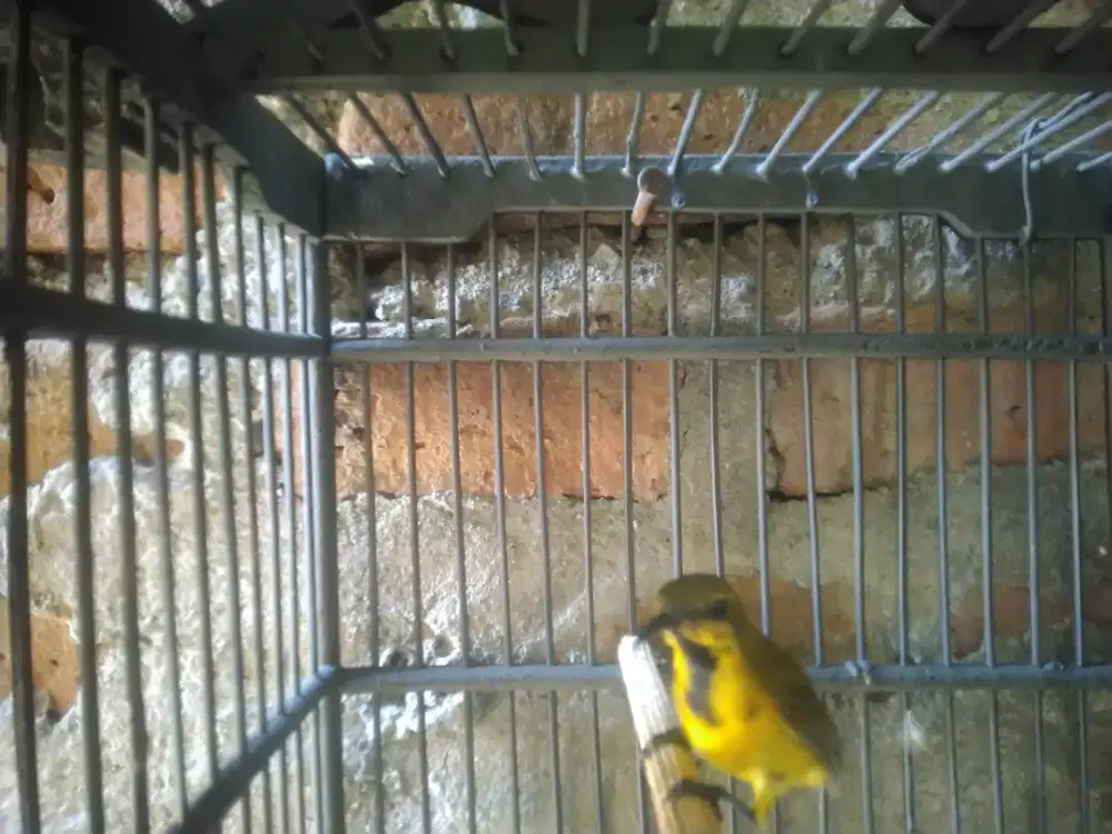 Sgon Trotol rawatan 1bulan