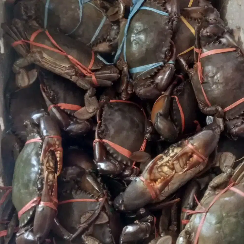 kepiting hidup daging full padat sekilo isi 4-5