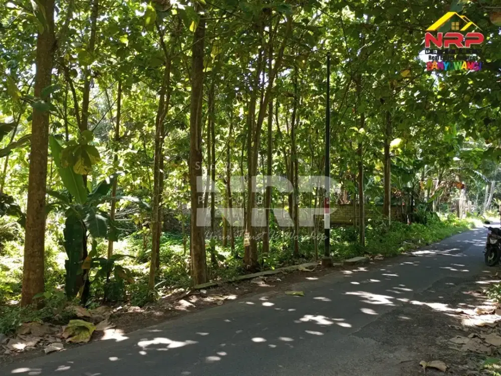 Dijual Kebun Jati Produktif di Rejosari - Banyuwangi