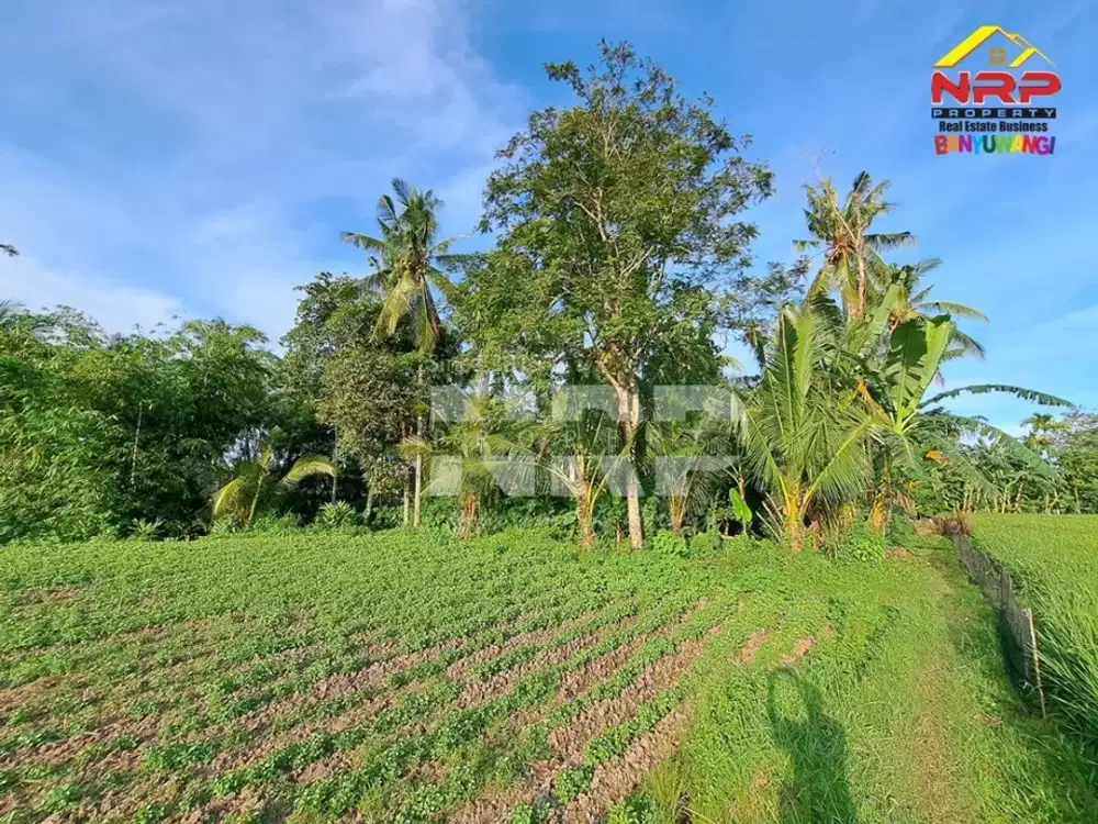 Dijual Tanah Sawah Murah  90 Meter dari  Jl. Tembusan Desa Rejosari