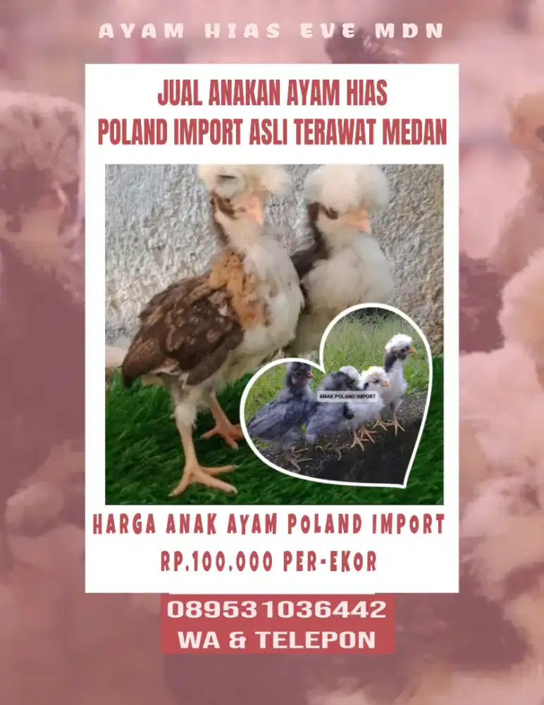 Jual ayam hias anakan poland import asli murah sehat di daerah medan