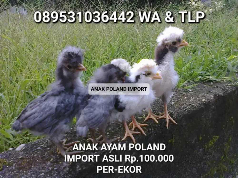 Jual ayam hias anakan poland import asli murah sehat di daerah medan