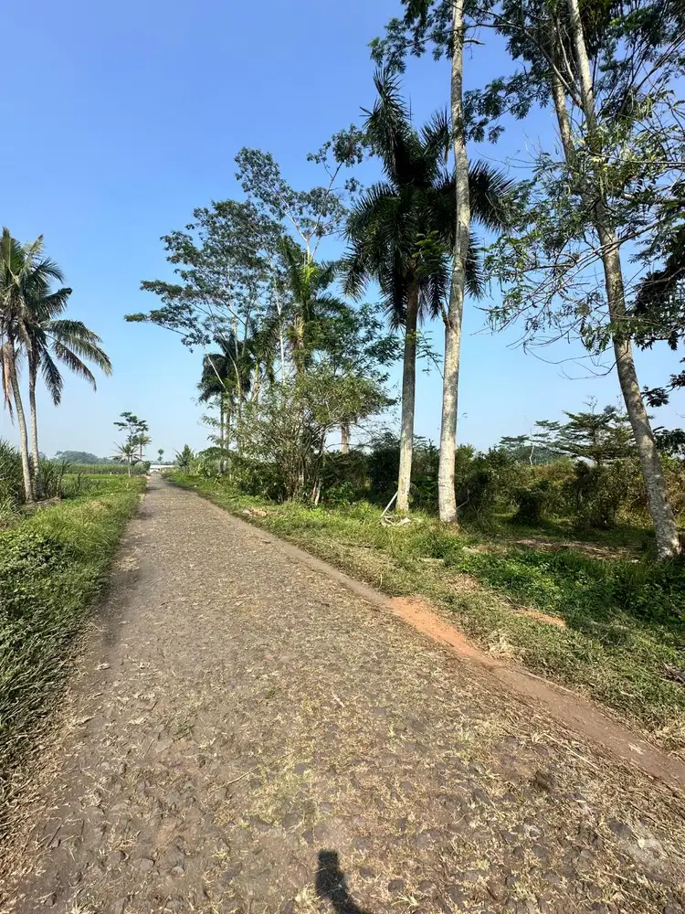 Dijual Cepat Tanah Perkebunan di Jatisari Malang