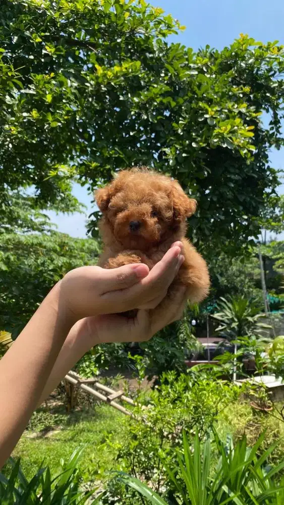 Poodle dan Shihtzu