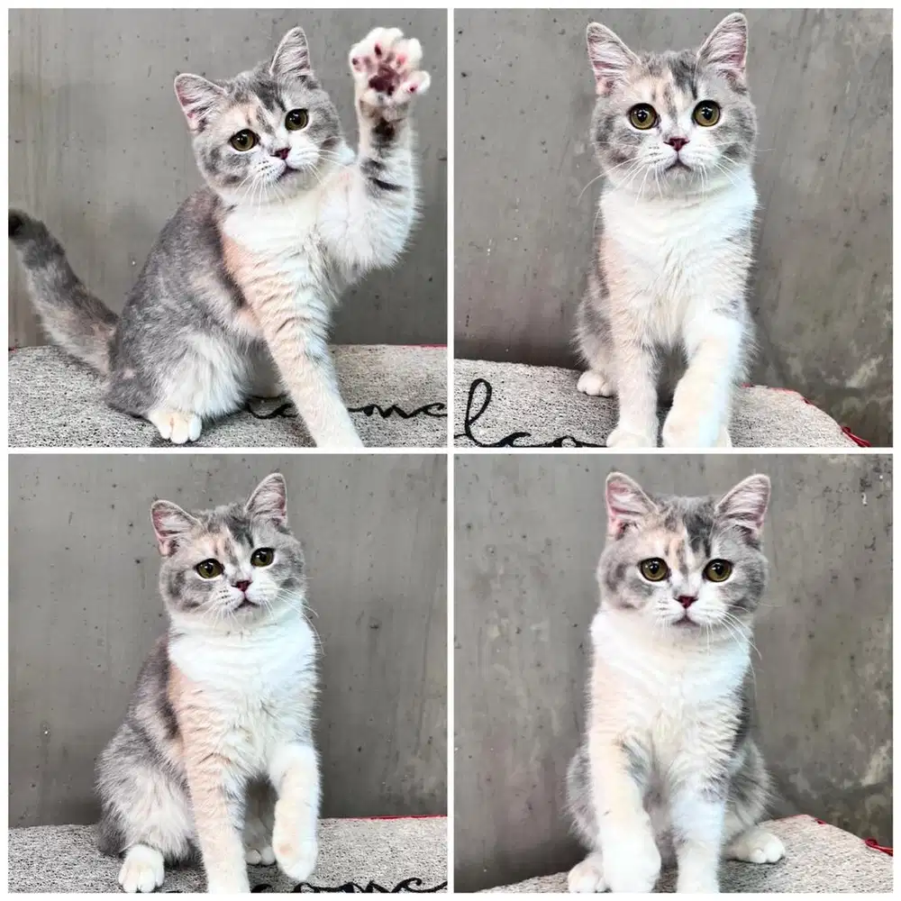 Kucing bsh dilute calico