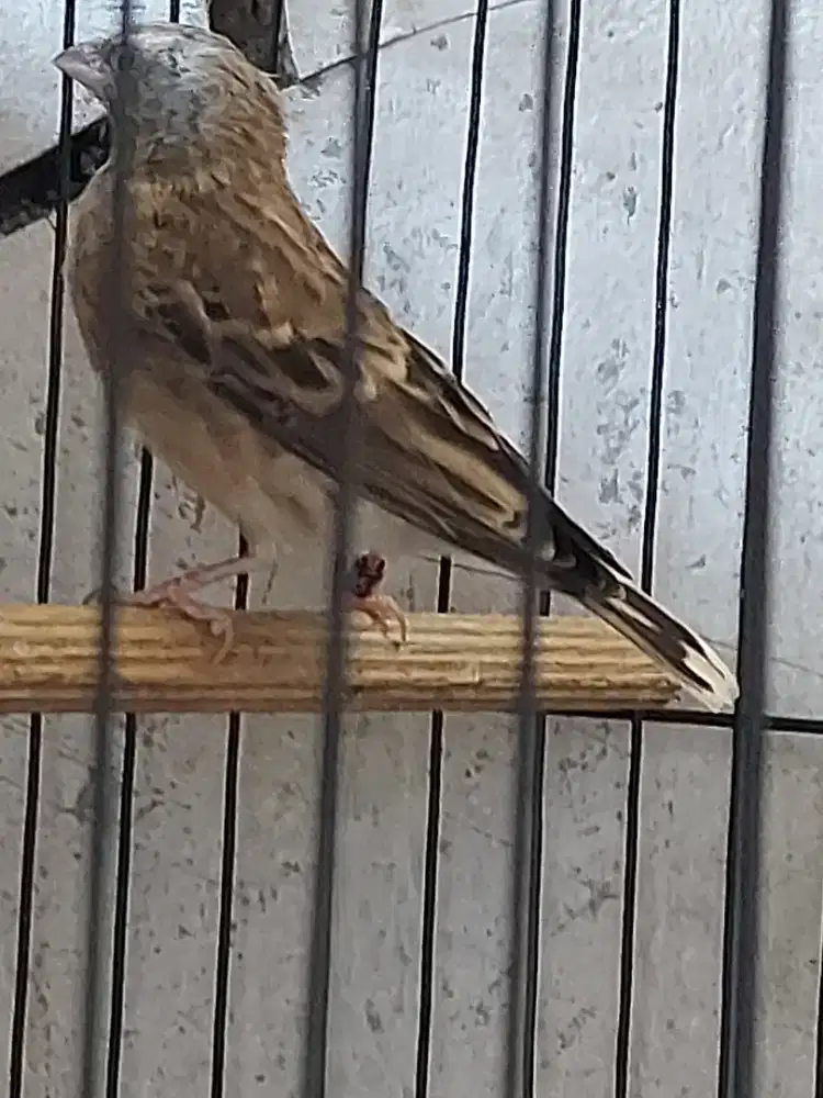 Burung blacktrout sepasang