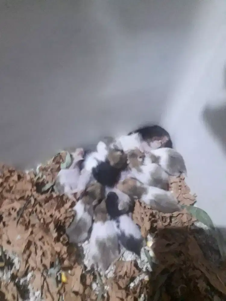 Hamster murah sidoarjo