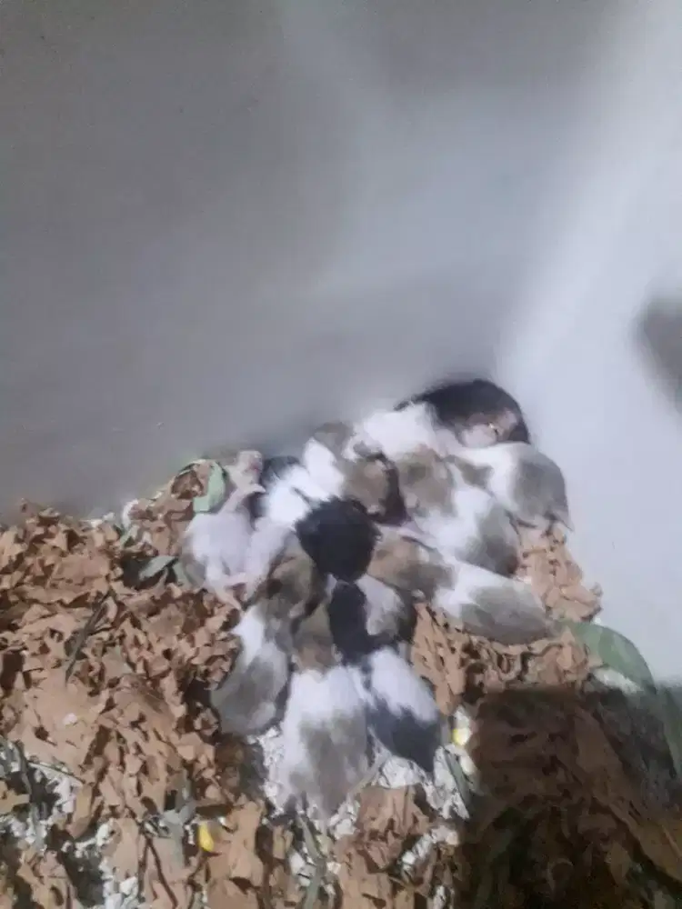 Hamster murah sidoarjo