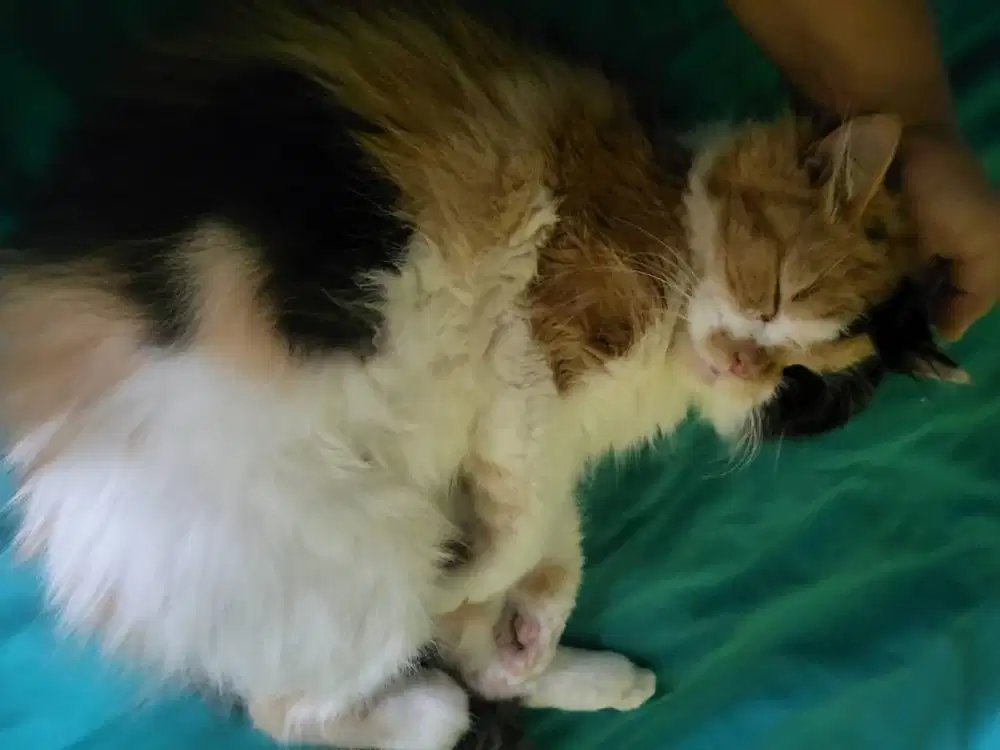 KUCING KITTEN PERSIAN BULU KAPAS BETINA LONGHAIR