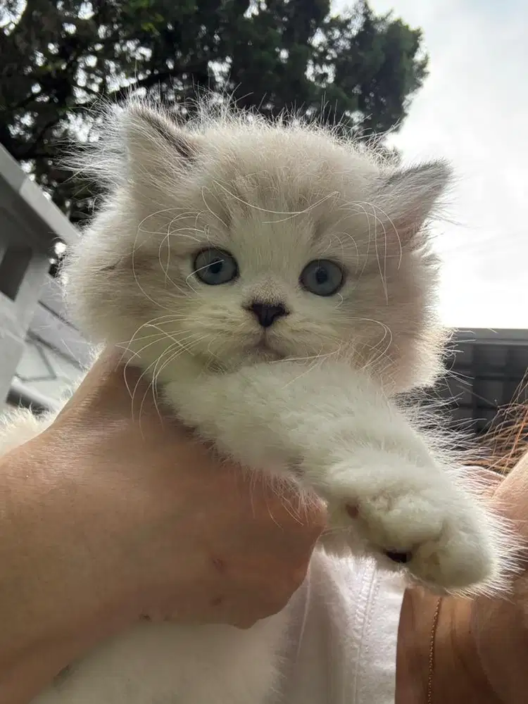 Jual kucing Ragdol cakep