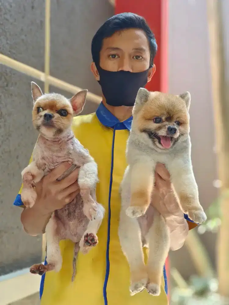 Grooming anjing bogor