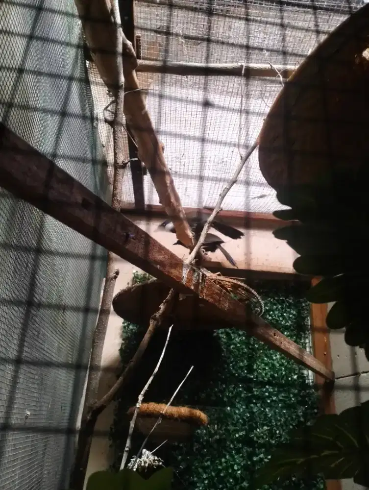 Poksay Hongkong sepasang (DNA)