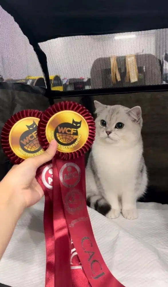 British Short Hair Silver Shaded NS 25