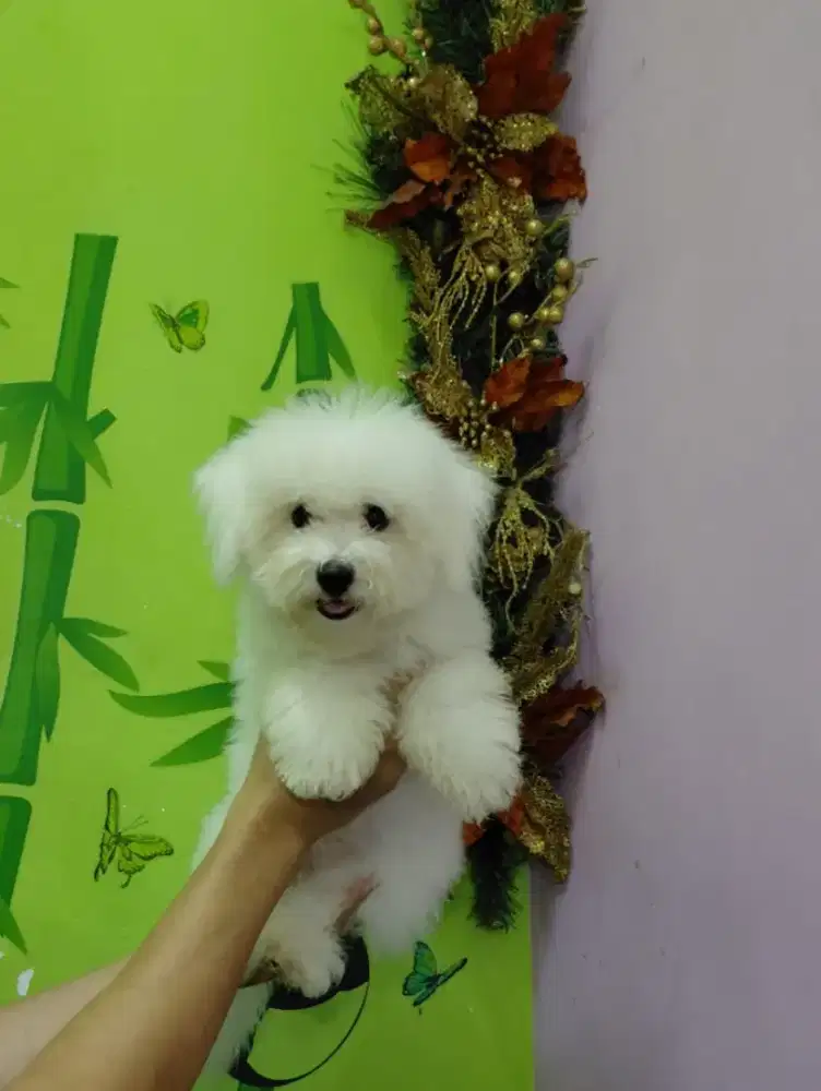 Bichon puppy jantan, stb, vaksin, super lucu