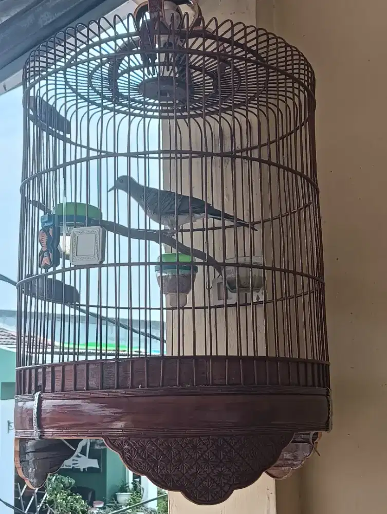 Perkutut Lokal Hutan