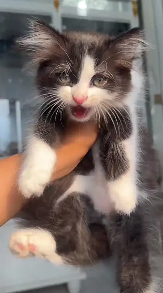 Kucing Betina mixdom hitam