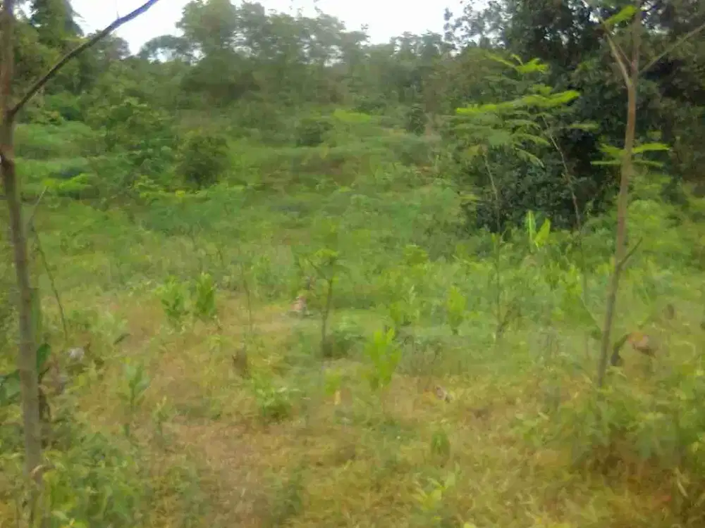 Tanah Murah 500m2 Akses Mobil Dekat Stasiun Parung Panjang (TP)