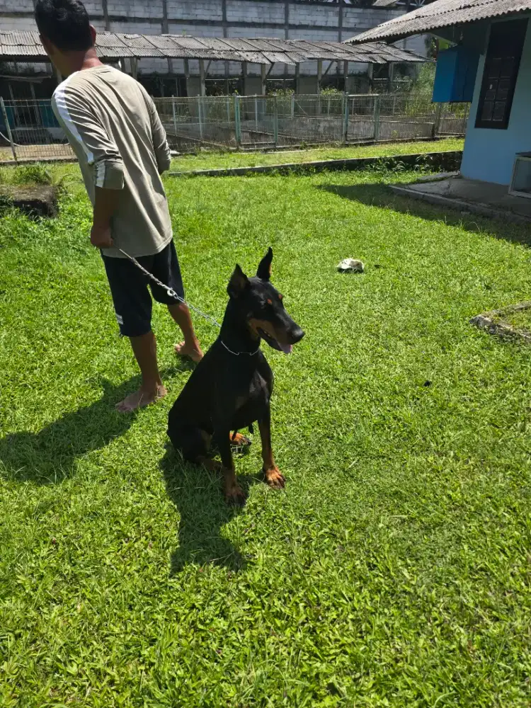 Doberman betina dewasa