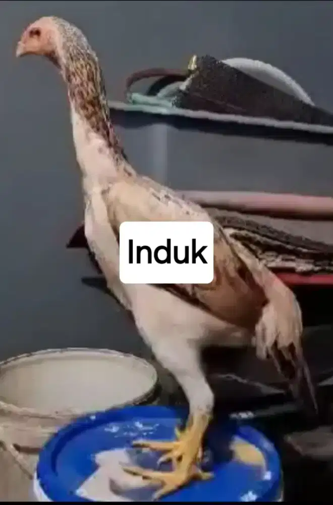 Anak Ayam Shamo Eropa Line Zuchter