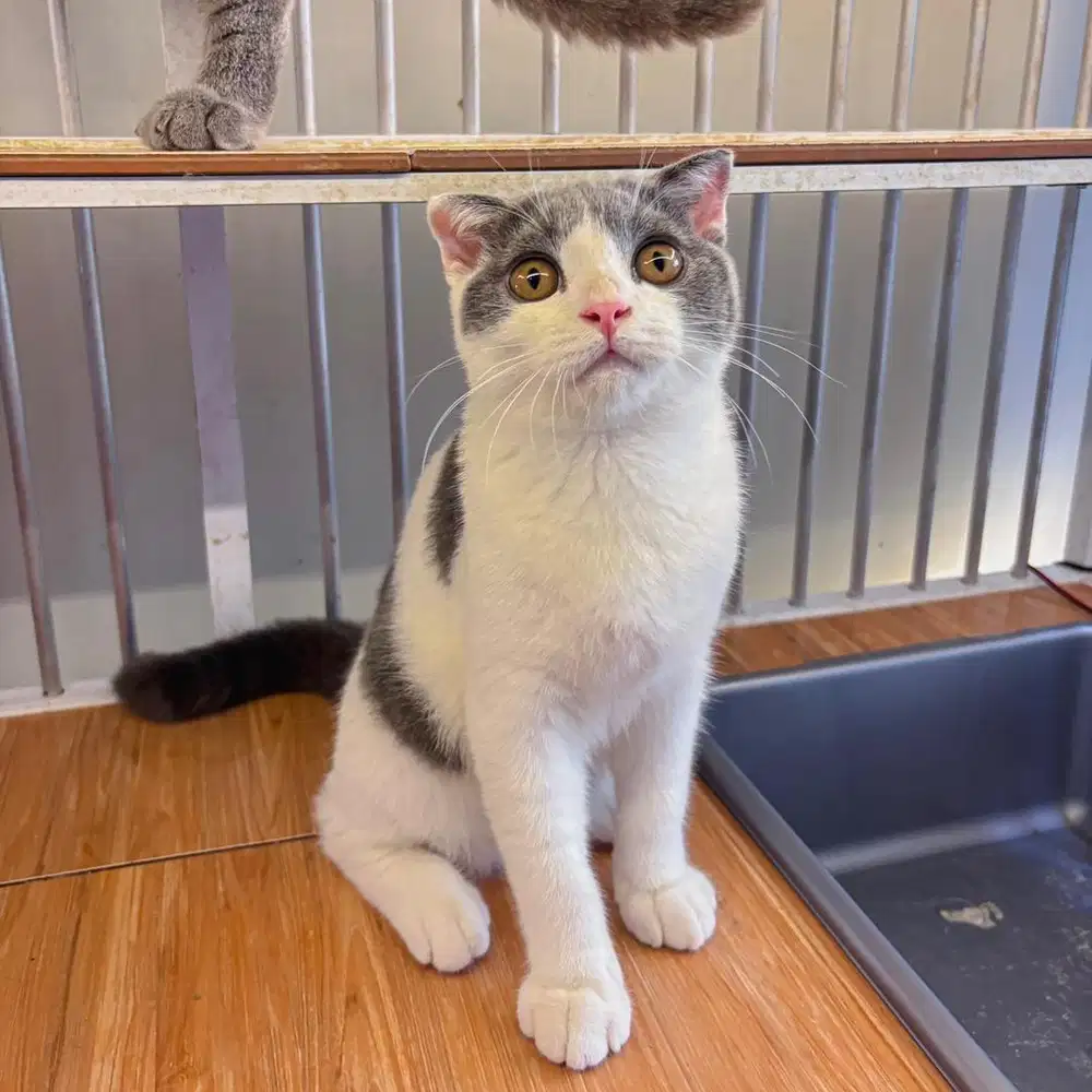 Adopsi kucing bsh adopt kucing bsh scottish fold