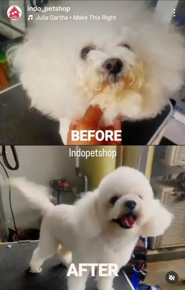 Grooming panggilan Anjing Kucing Jakarta Utara