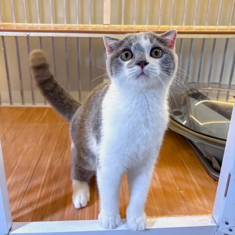 Adopsi kucing bsh adopt kucing scottish