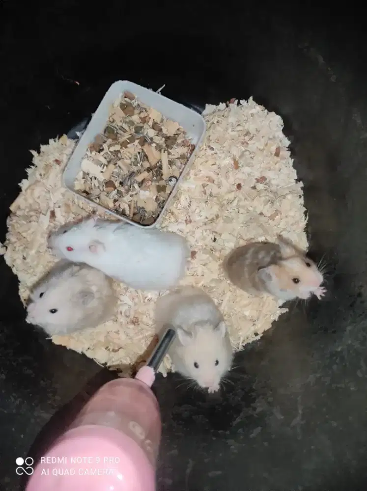 Hamster Syirian Remaja