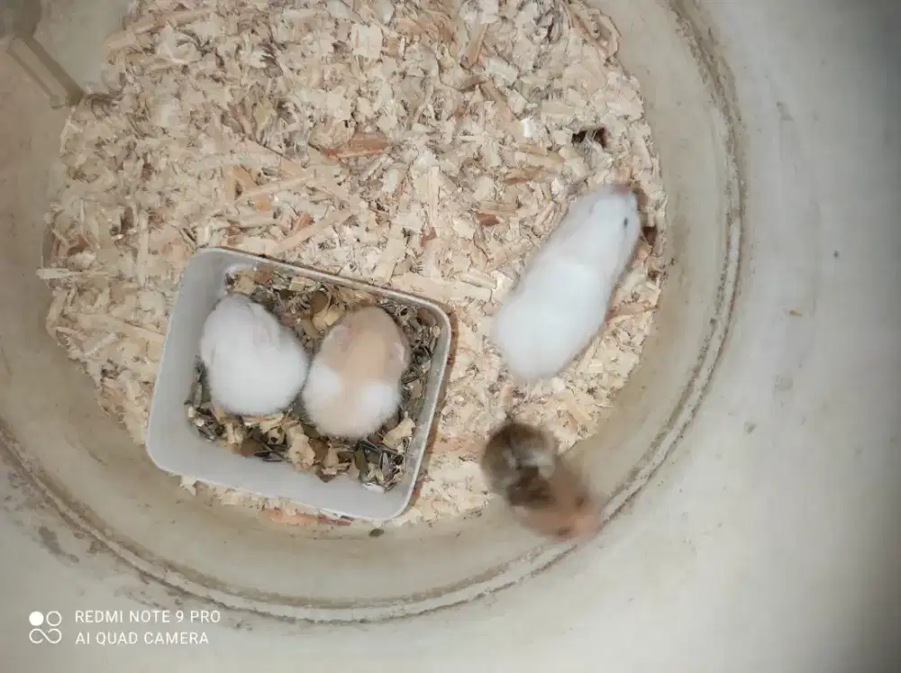 Baby Syirian Hamster