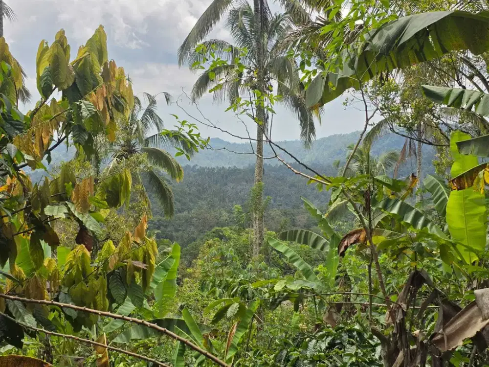 Dijual tanah kebun kopi view lembah dan bukit di bali