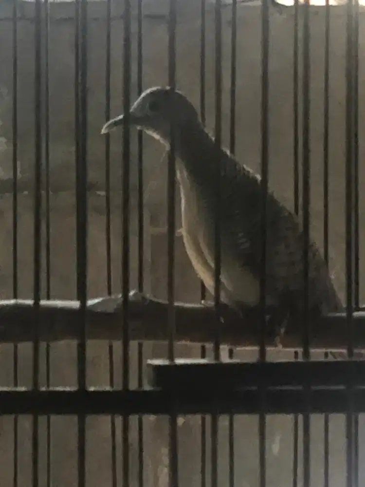 Perkutut Manggung Mocca Jambul /Krosing /Bangkok Cetrekan