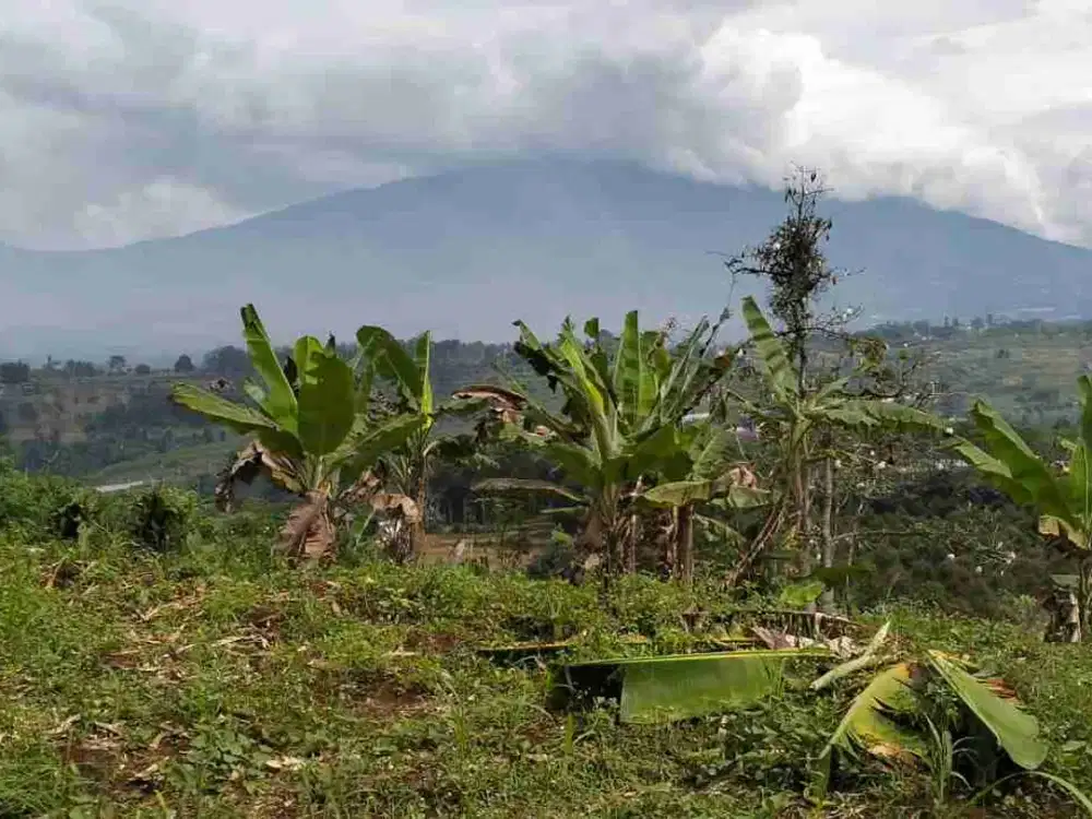 di jual tanah kebun murah di Cicurug sukabumi