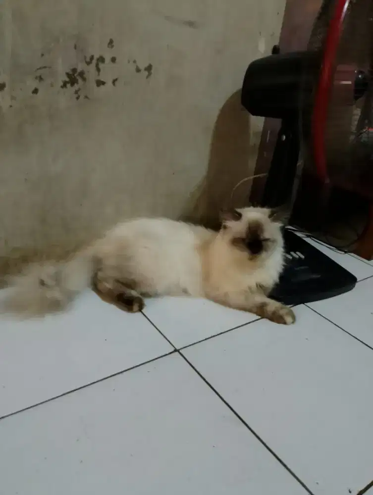 kucing betina himalaya