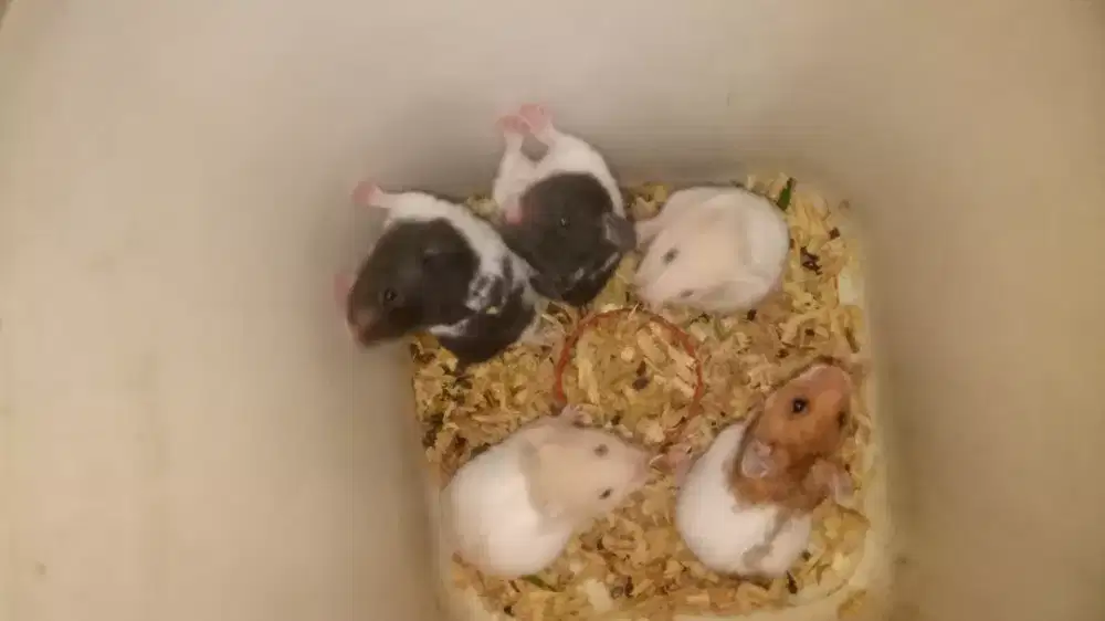 Hamster syrian per ekor /sepasang