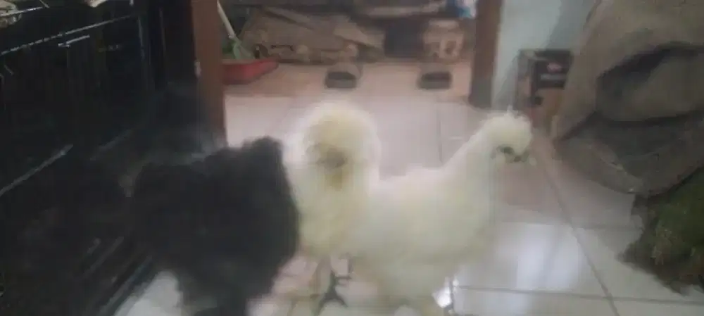 Ayam Silky 3 ekor, 2 putih 1 hitam