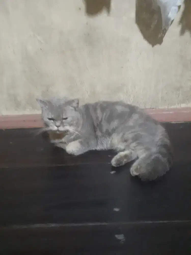 Kucing anggora semi britis
