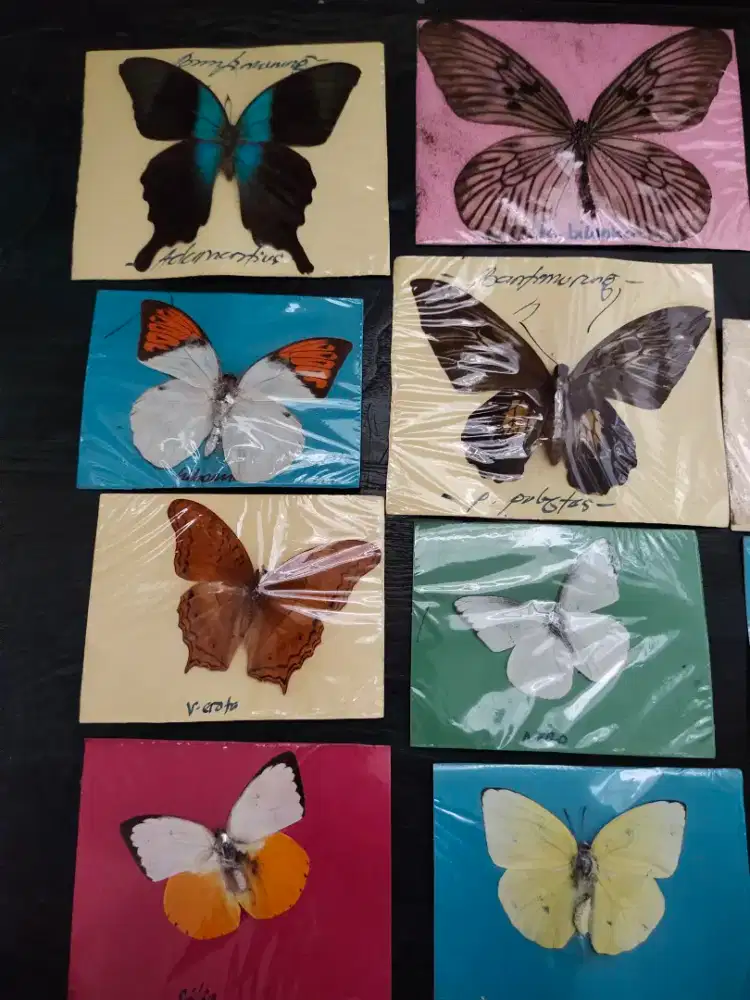 Kupu Kupu Cantik Mentahan Original