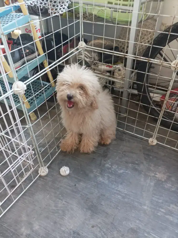 Poodle poodel puppies