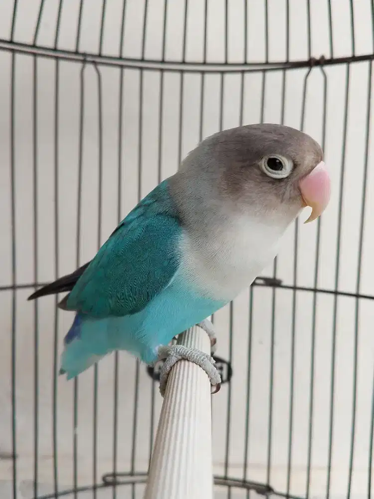 Burung lovebird betina cantik isian juga